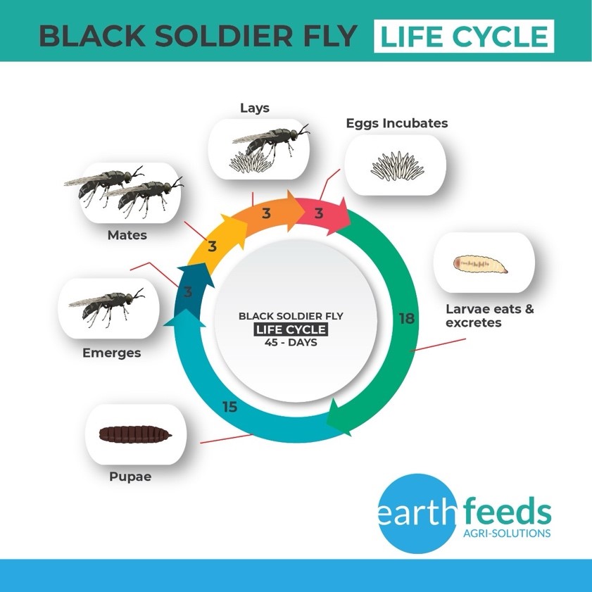 bsf life cycle