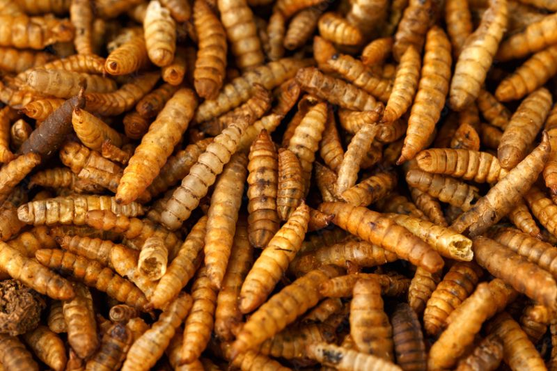 1000_F_488786950_bbE22XWparNEMxxMbNicrQaod2ilji5y