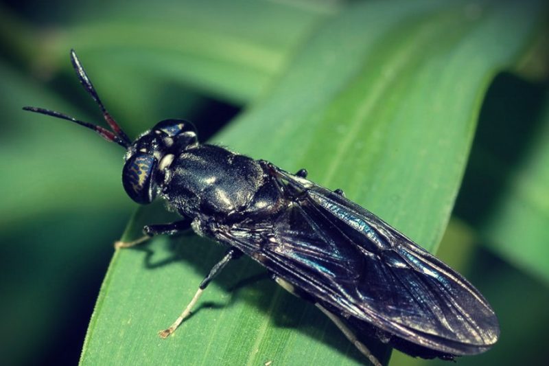 Blacksoldierfly-1000x600